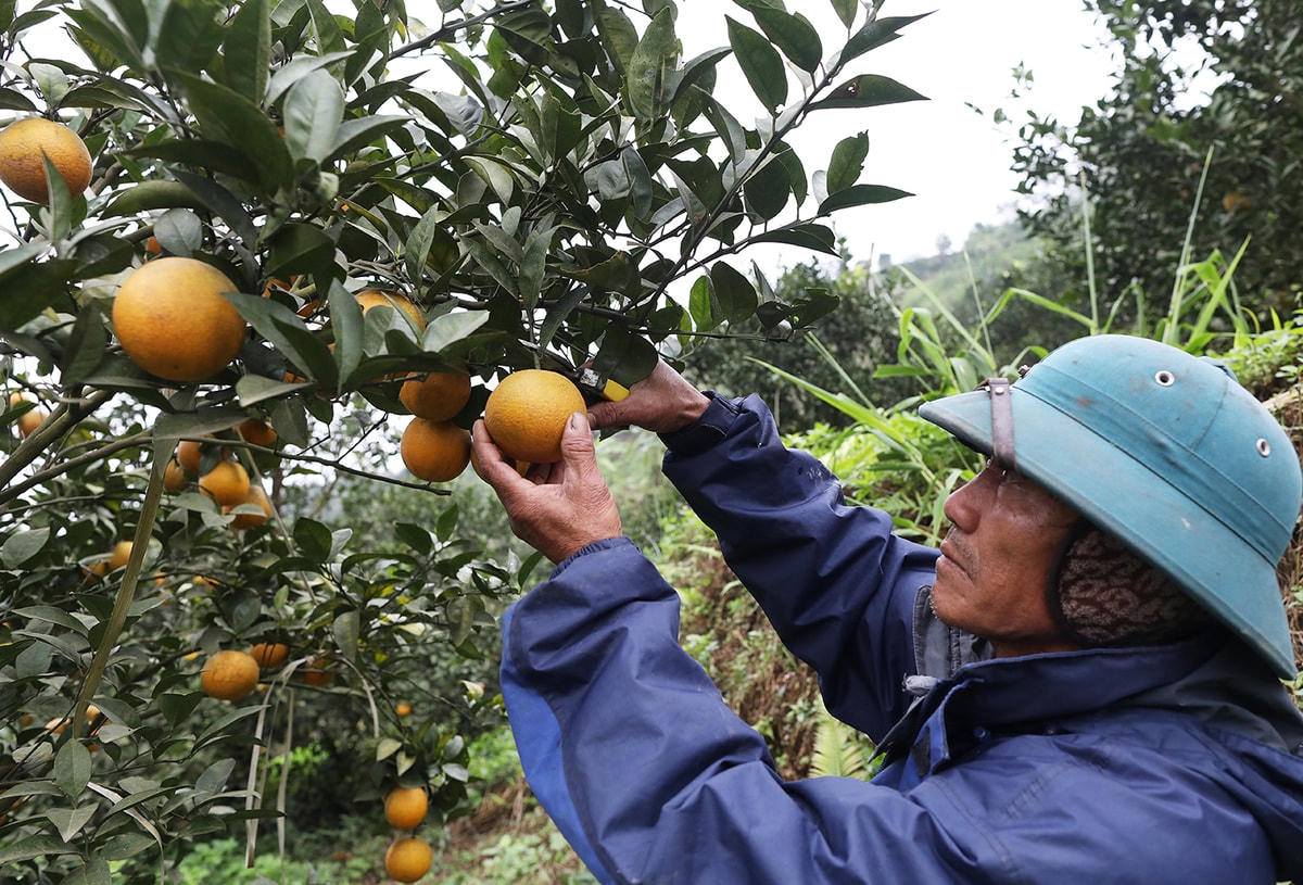 Nhiều mô hình phát triển kinh tế giúp người dân tỉnh Hòa Bình vươn lên thoát nghèo.