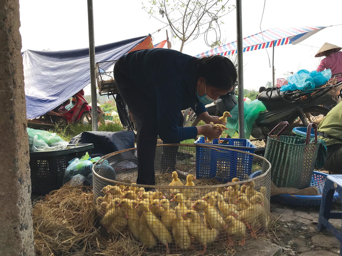 Khu vực bán con giống.