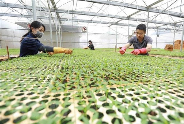 Nông dân tại hợp tác xã trồng dưa lưới và sản xuất cây giống rau. (Nguồn: TTXVN).
