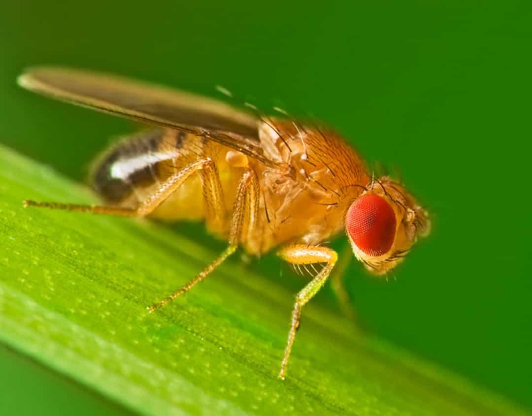 Có thế ví mắt của ruồi giấm trông giống như một cặp dâu tây chín.  