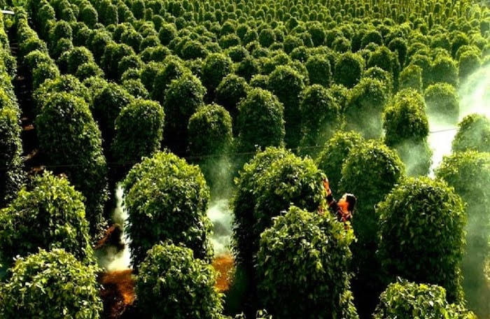Hồ tiêu Phú Quốc.