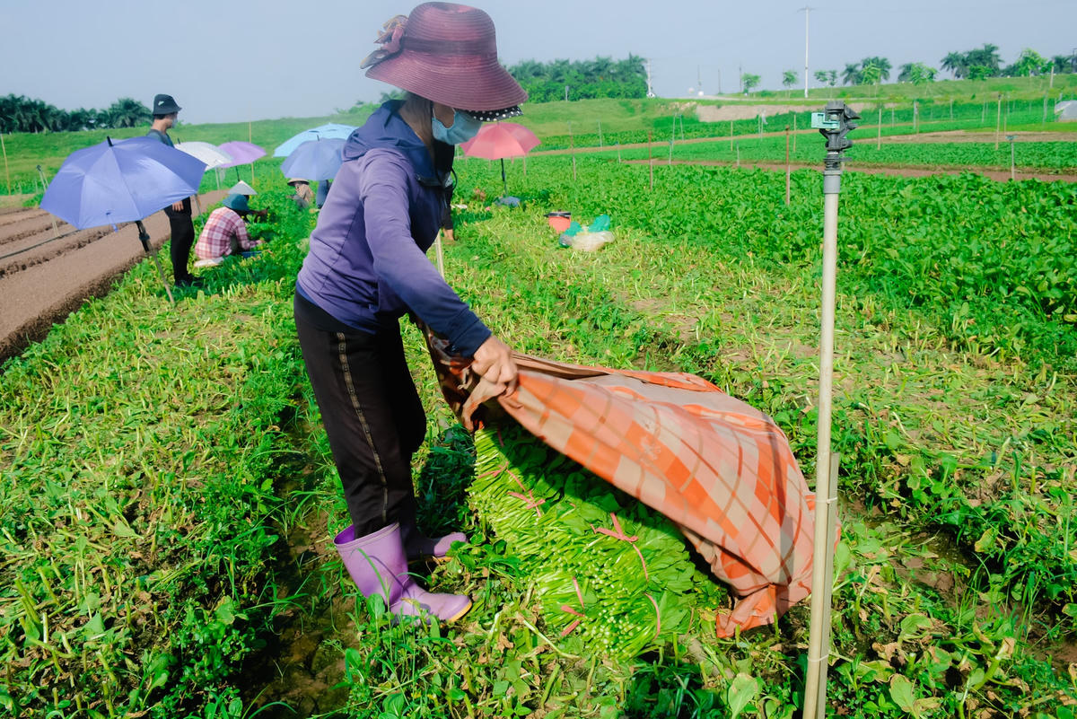 Do thời tiết Hà Nội nắng nóng, sau khi thu hoạch, người dân tập kết lại thành từng đống. Để đảm bảo chất lượng, rau luôn được tươi khi đưa ra thị trường người nông dân dùng những chiếc chăn mỏng nhúng nước phủ lên rau.