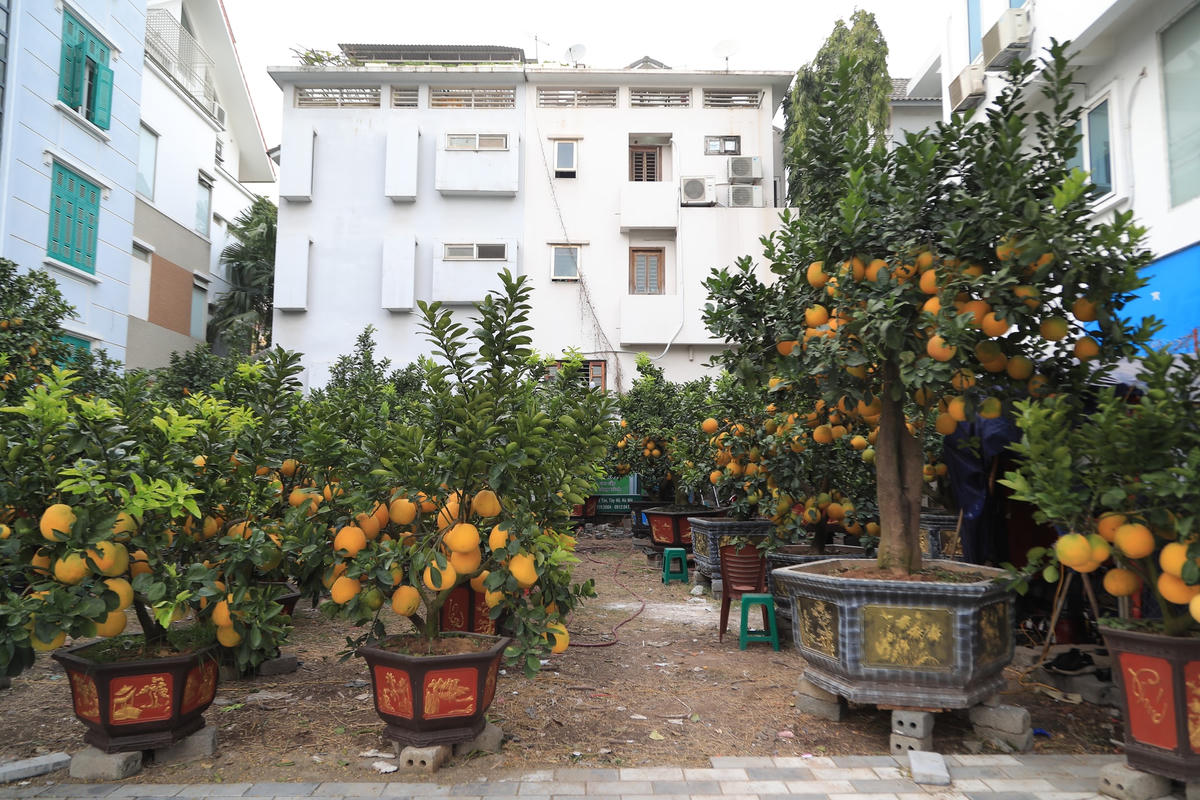 Ông Thắng cho biết, ông phải mất từ 3-4 năm để dưỡng cây từ dưới đất sau đấy mới cho lên chậu. Mỗi cây bưởi cảnh có giá thành giao động từ 8-60 triệu, tùy vào độ tuổi, kiểu dáng, kích cỡ… của loại cây để định giá.