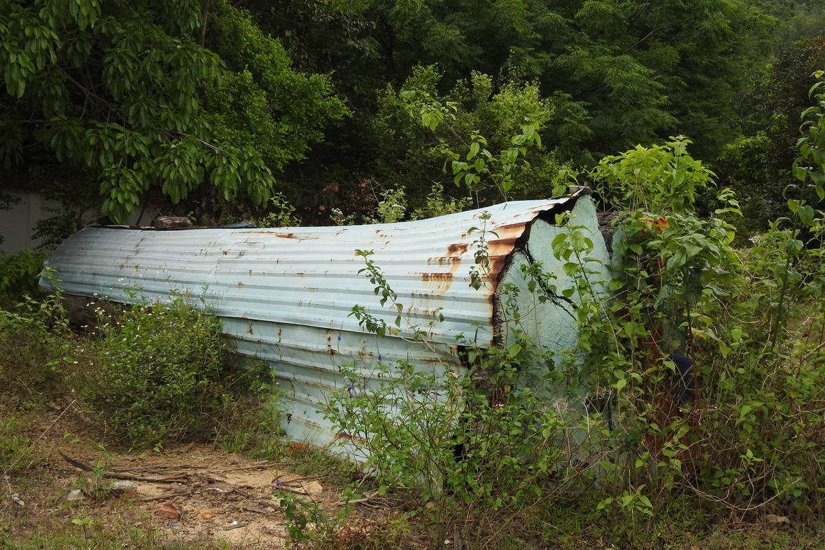 Một thân gỗ cực lớn được đưa từ rừng về đang để trước khu biệt phủ. Ảnh Thanh Tùng.