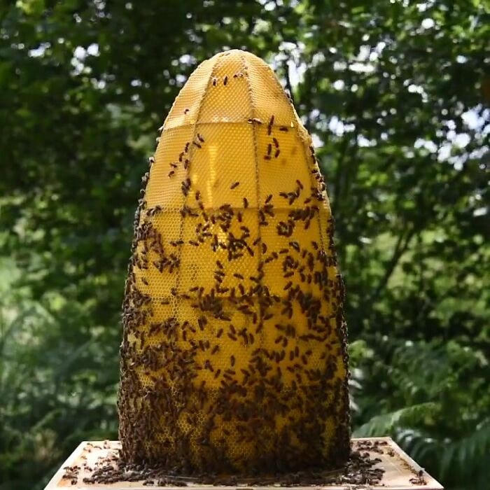 [ẢNH] Độc đáo tượng điêu khắc từ sáp ong