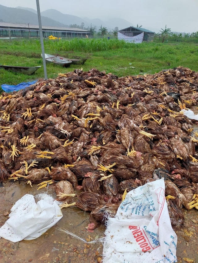Gia cầm chết hàng loạt, người chăn nuôi phải gánh nợ.  