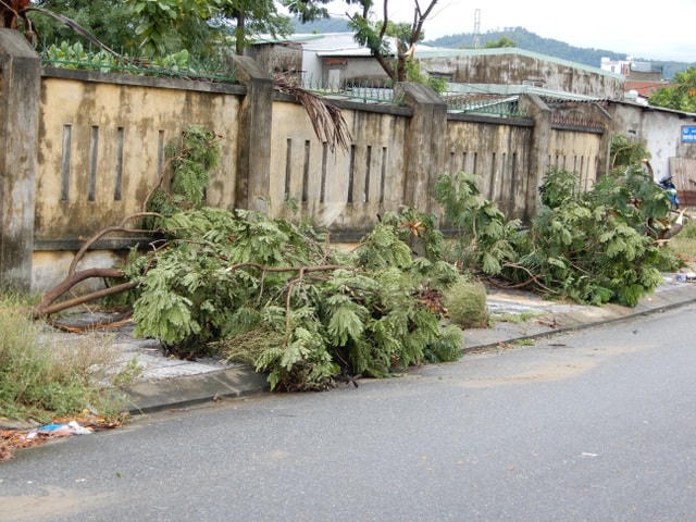 Mặc dù tại Đà Nẵng gió không lớn nhưng nhiều cây xanh bị bật gốc.