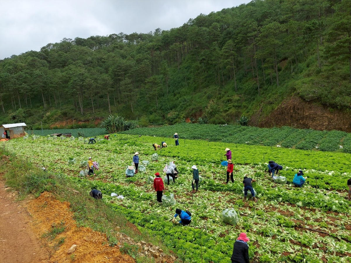 Người dân Lâm Đồng hỗ trợ rau của quả cho TP HCM