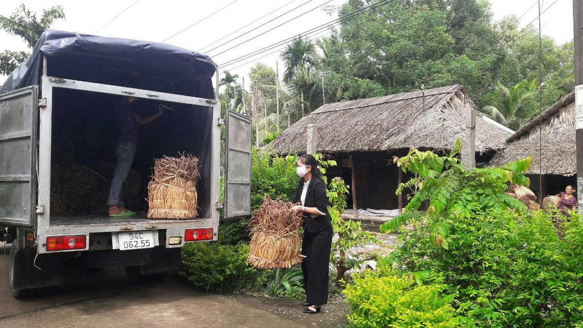 Lục bình phơi khô được thương lái đến tận nơi thu mua.