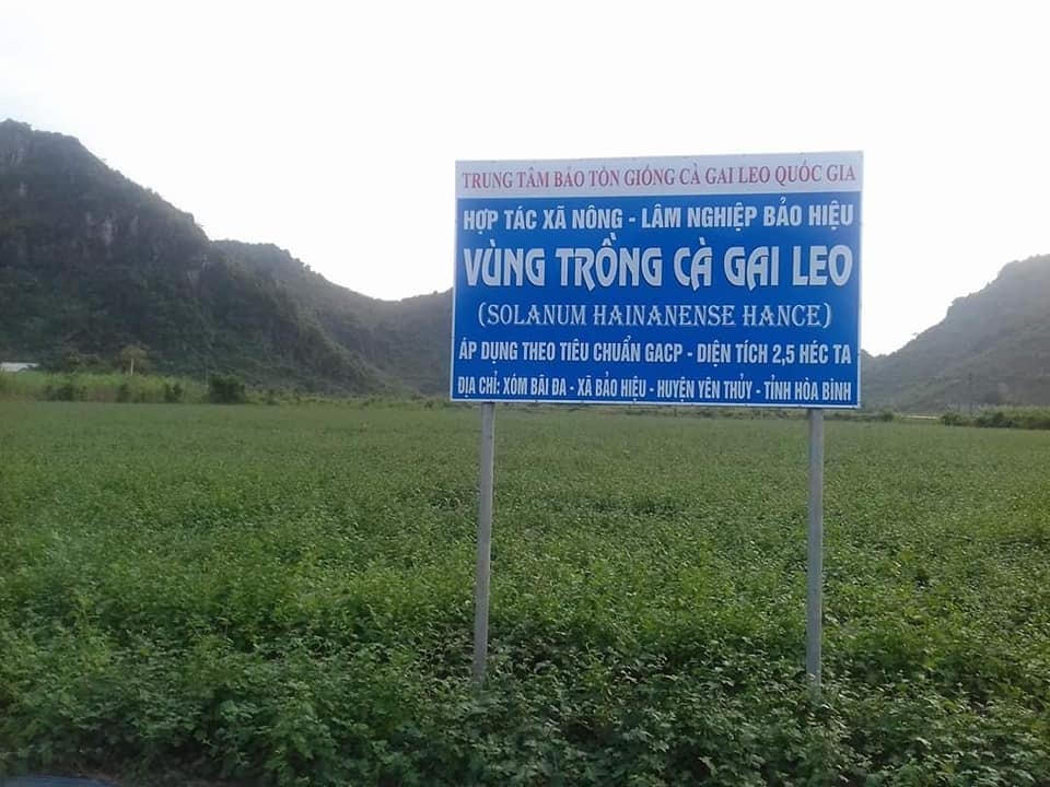 Nhờ mô hình HTX Cà gai leo đã giải quyết việc làm ổn định cho hàng trăm hộ dân Yên Thủy, Hòa Bình.