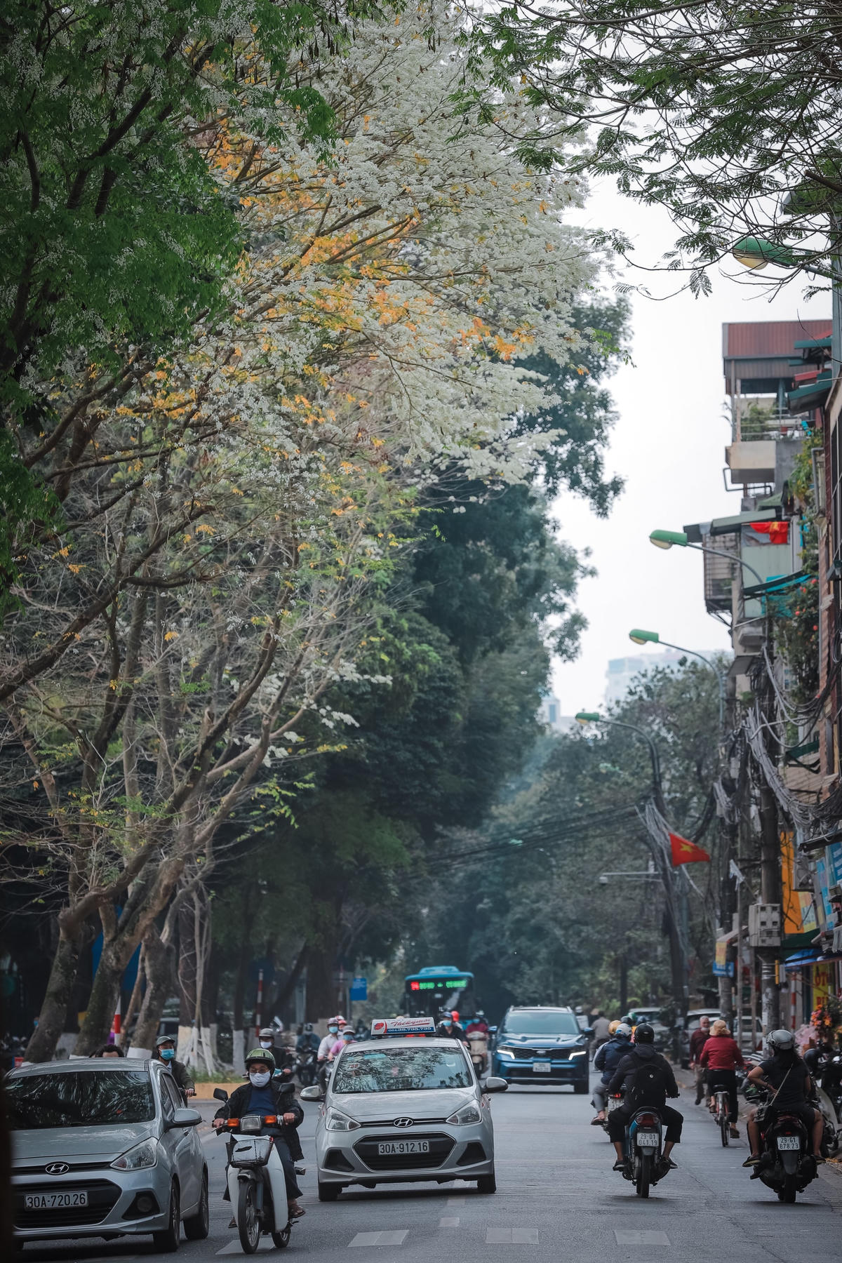 Hà Nội đẹp dịu dàng giữa màu trắng hoa Sưa 