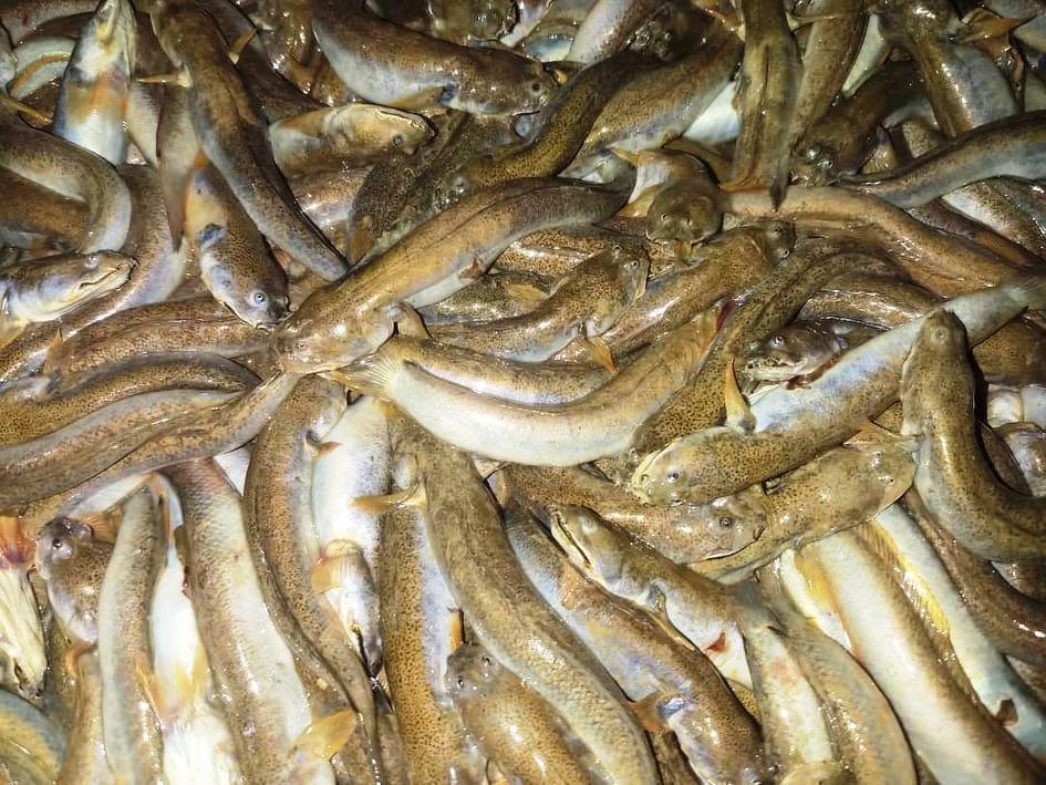 Thịt cá có vị béo, có thể chế biến nhiều món ngon nên rất hút người mua.