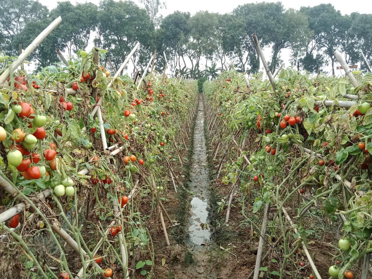 Những người trồng cà chua cũng chịu cảnh tương tự. Do giá cà chua giảm mạnh xuống còn 1.000 đồng/kg, thậm chí 500 đồng/kg nhưng vẫn không có người mua nên nhiều người dân để lại trên ruộng, không thu hoạch.