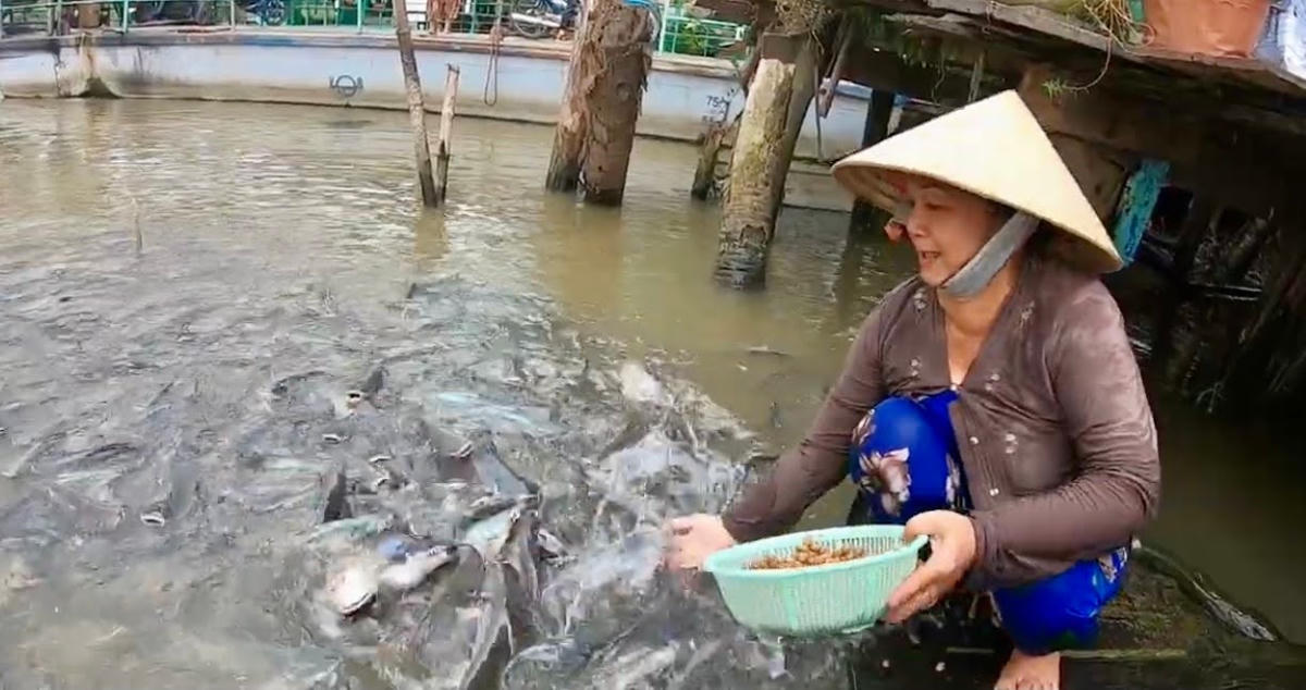 Đàn cá trên kênh Tháp Mười của bà Nhàn.