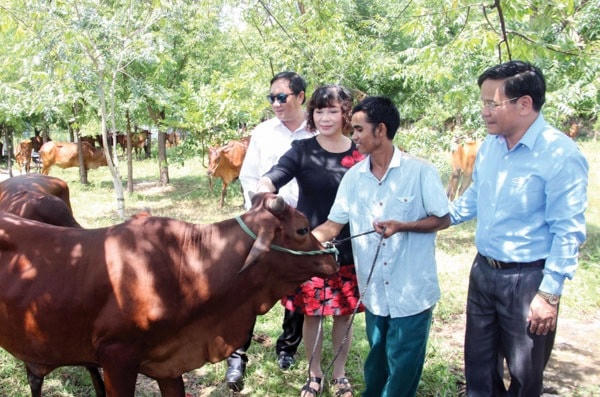 Ủy ban MTTQ Việt Nam tỉnh Ninh Thuận,trao bò giống cho hộ nghèo tại huyện Bác Ái.
