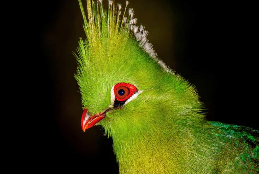 Đôi mắt nhỏ màu nâu, nhưng vành mắt màu đỏ đậm mới tập trung sự chú ý vào loài chim Knysna này.  