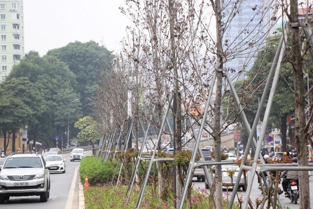 Thực hiện chủ trương của TP Hà Nội về chương trình trồng một triệu cây xanh giai đoạn 2016-2020, đầu năm 2018, các cơ quan chức năng Hà Nội trồng khoảng gần 100 cây phong lá đỏ trên tuyến đường Trần Duy Hưng, Nguyễn Chí Thanh.