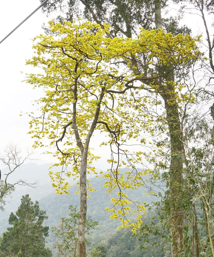 Ngắm mai vàng nơi non thiêng Yên Tử