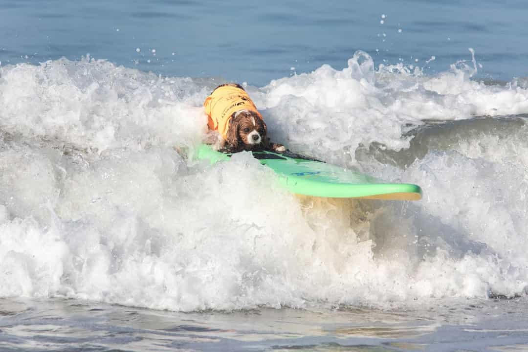 [ẢNH] Lạ lùng chó thi... lướt sóng