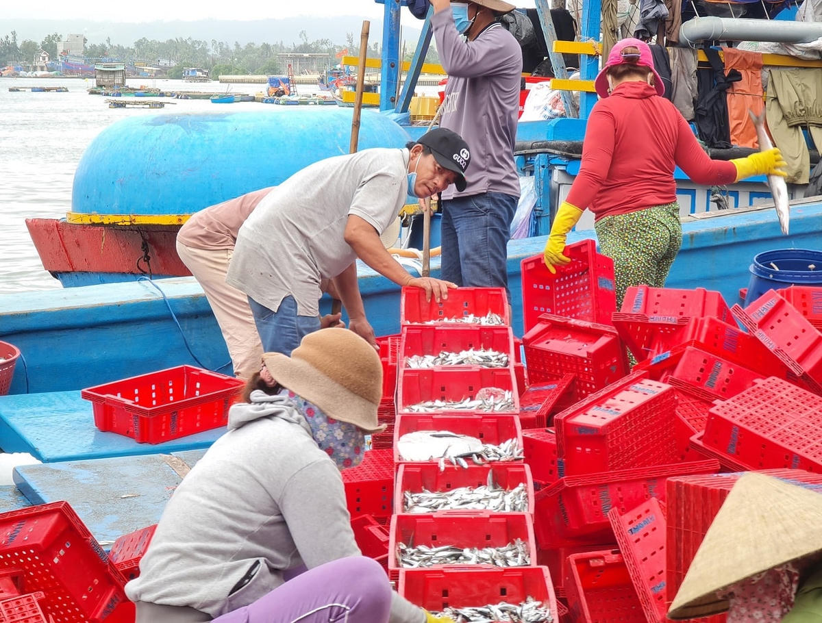 Đầu năm được mùa cá nục ngư dân rất phấn khởi.