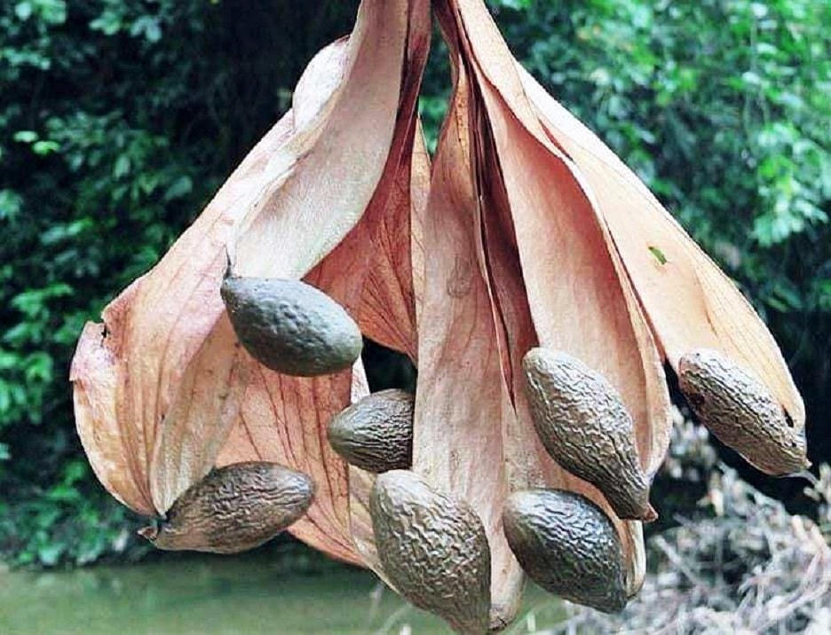 Nhờ có những cái đài này nên khi chín, ươi được gió mang đi.