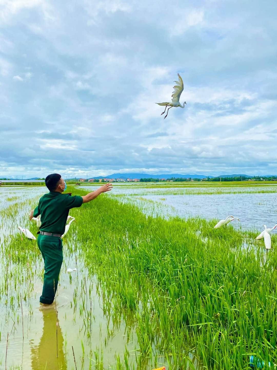 Giải cứu, thả về tự nhiên những con cò bị mắc bẫy.