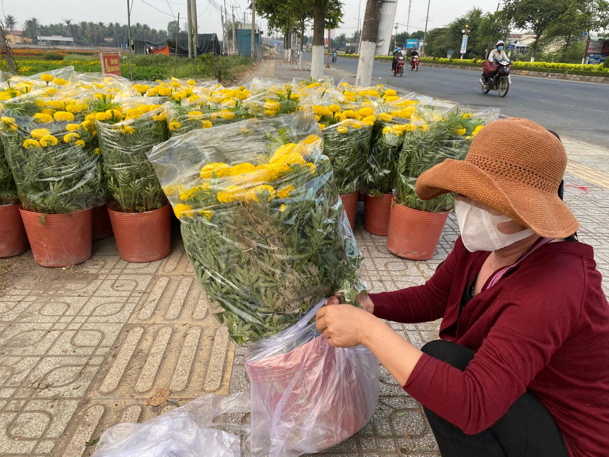 Nhiều người dân ở TP Bến Tre bắt đầu đi mua hoa kiểng Tết sớm