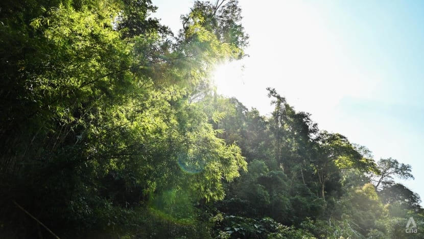 Những khu rừng tươi tốt đang nằm trong số những vùng đất được dự kiến ​​phát quang cho dự án. Ảnh: CNA.