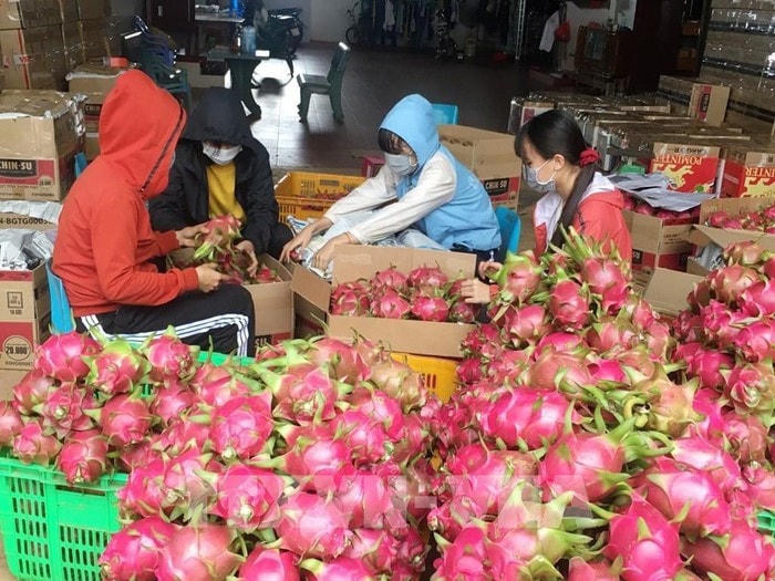 Chuẩn bị thanh long xuất khẩu sang châu Âu theo EVFTA. Ảnh: TTXVN.