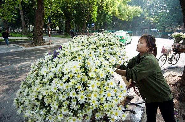 Cúc hoạ mi khoe sắc trong cái nắng hanh hao của mùa đông Hà Nội. Ảnh minh hoạ. Nguồn: Internet.