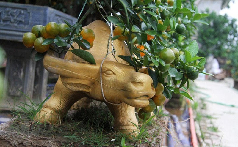 Một bình quất cảnh bonsai trâu vàng được uốn công phu.  