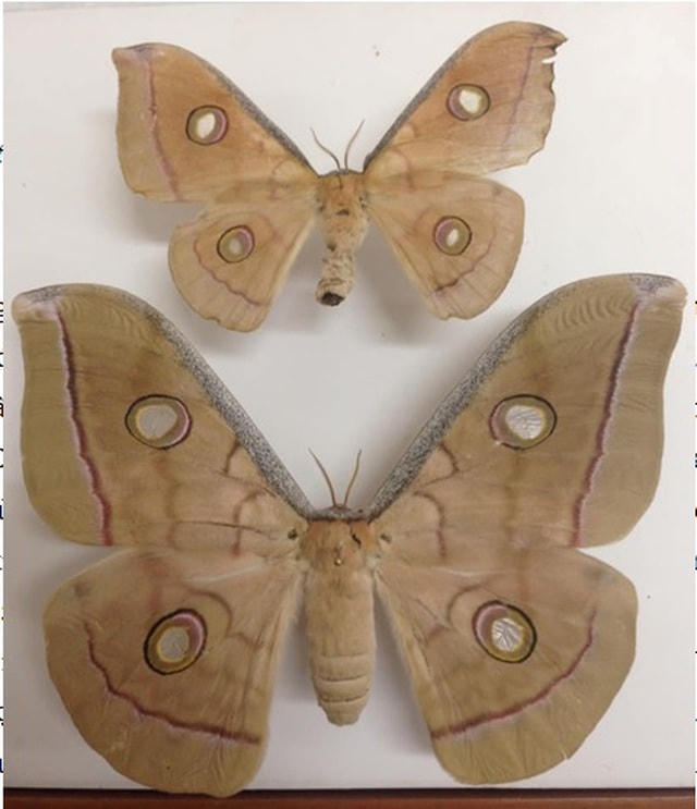 Con đực của loài Antheraea frithi Moore, 1859. (Ảnh: VAST).