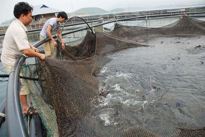 Người dân nuôi cá tầm tại khu vực Hồ Thác Bà (Yên Bái) gặp nhiều khó khăn khi cá tầm Trung Quốc giá rẻ tràn vào thị trường nội địa.