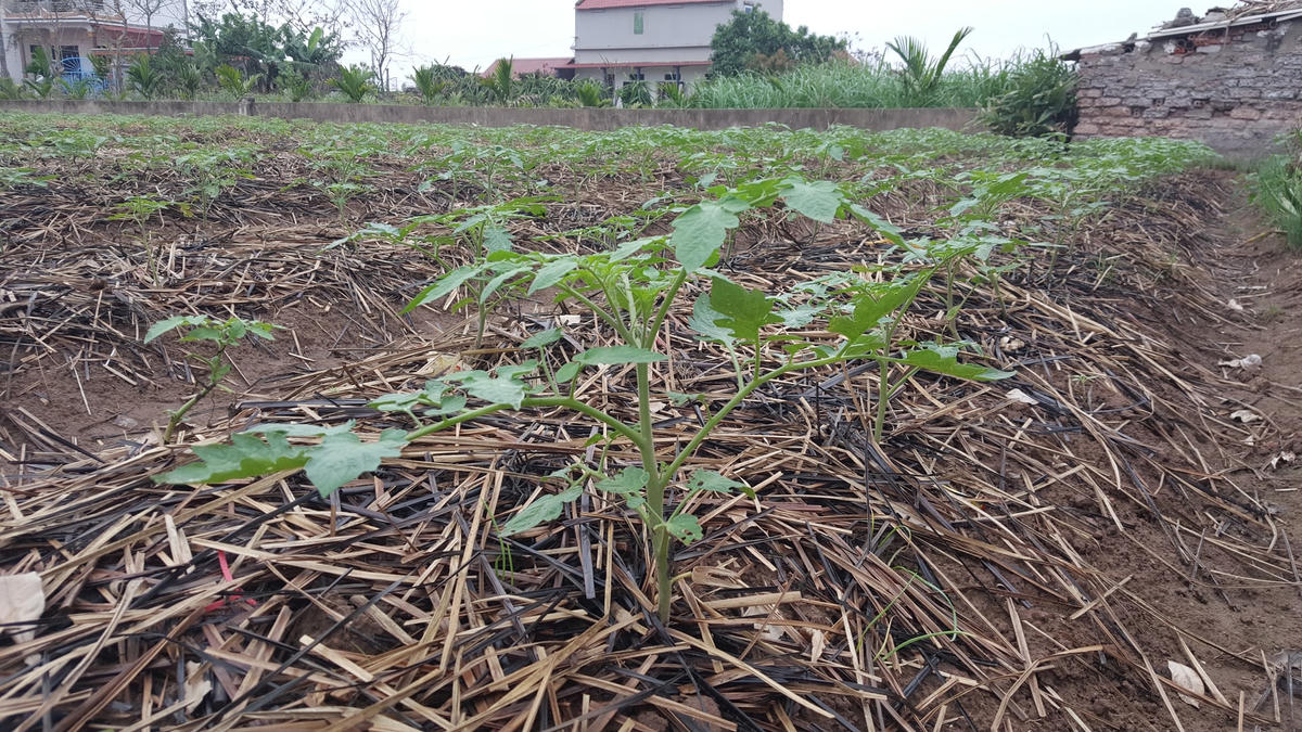 Màu xanh của cây cà chua lứa mới mang lại cho nông dân Nghĩa Hưng niềm hy vong dịch bệnh sớm qua, vụ cà chua mới sẽ được mùa, được giá.