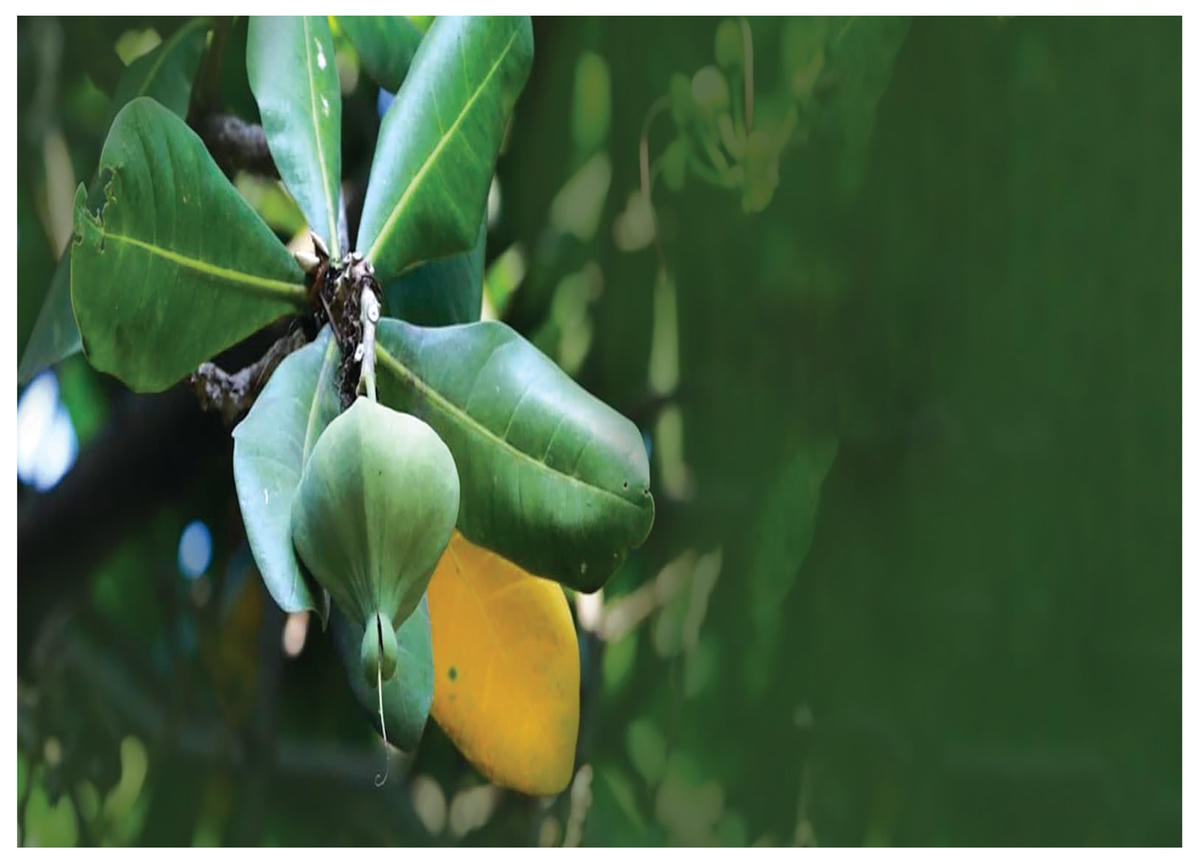 Những vần thơ gửi về từ Trường Sa