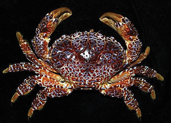 Cua mặt quỷ.