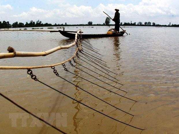 Bắt cá mùa nước nổi (Tam Bình, Vĩnh Long). (Ảnh: Duy Khương/TTXVN).