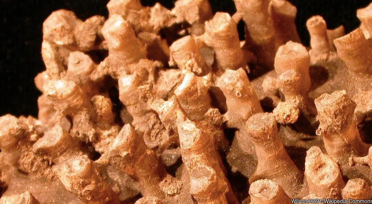 Bí ẩn về 11 cuộc đại tuyệt chủng trên Trái Đất, tiên đoán về sự kiện thứ 12