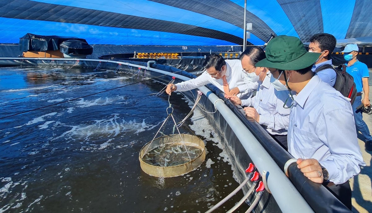 Phó chủ tịch thường trực UBND tỉnh Bạc Liêu Lê Tấn Cận tham khảo hình nuôi tôm ứng dụng công nghệ cao trên địa bàn tỉnh.