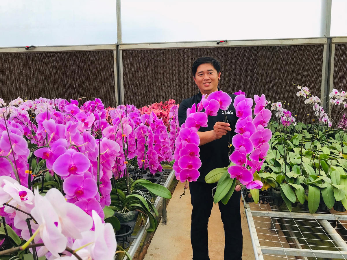 Theo ông Sang, từ sau Tết Nguyên đán Canh Tý đến nay, do ảnh hưởng của dịch Covid-19, việc tiêu thụ các loại hoa của Đà Lạt giảm từ 40-80%; vào các tháng 3 và 4/2020, chỉ tiêu thụ được khoảng 20% - 30% sản lượng; đặc biệt trong giai đoạn cách ly xã hội, 90% sản lượng hoa của ở địa phương phải đổ bỏ hoặc ủ làm phân.