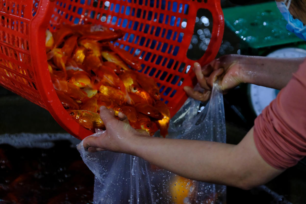 Giá cá chép vàng hôm nay dao động từ 220.000 đến 250.000 đồng/kg tăng cao hơn so với mọi năm.