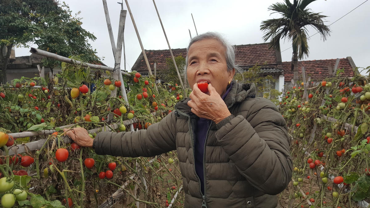 Tiếc của, tiếc công, bà Bích chỉ còn biết "tự tiêu" sản phảm cà chua ngon, sạch do mình làm ra ngay tại ruộng.
