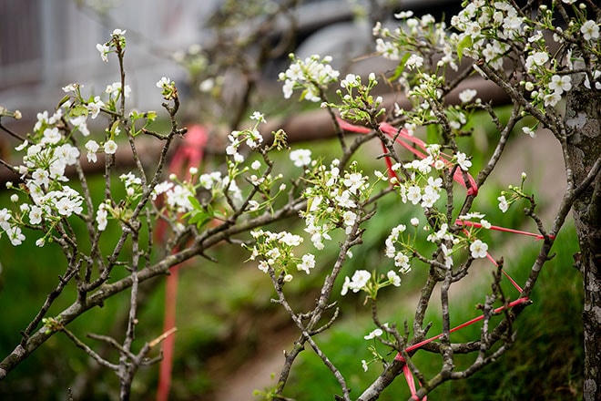 Bông hoa trắng muốt bung nở từ những cành cây khẳng khiu tạo nên một nét riêng độc đáo cho loài hoa vùng sơn cước.