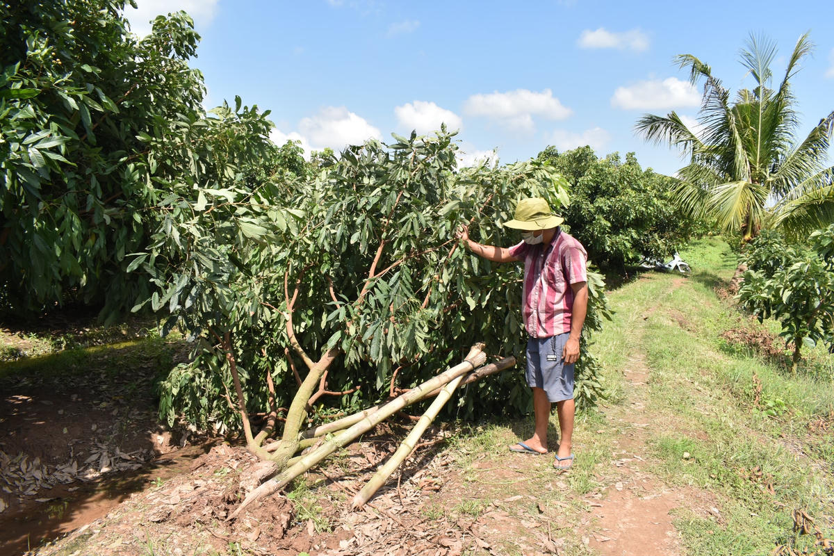 Sau trận mưa dông lốc, vườn nhãn InDo của anh Nguyễn Văn Hùng bị gãy đỗ, bật gốc.