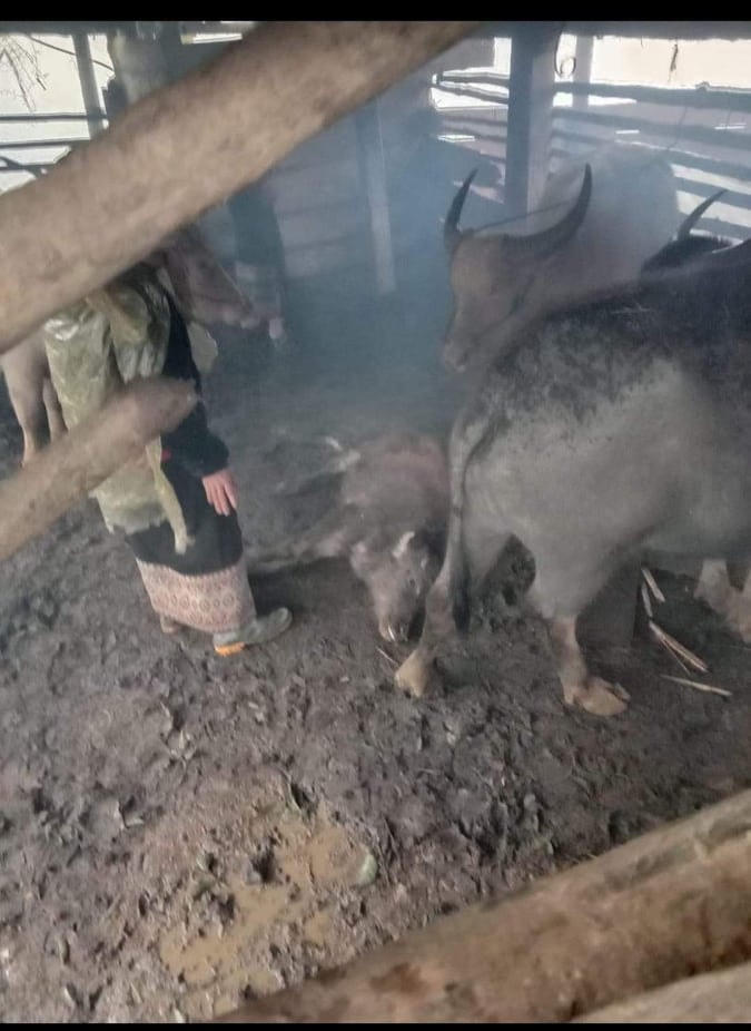 Theo ghi nhận, lượng trâu bò chết tại 2 huyện Kỳ Sơn và Quế Phong lên đến 240 con, trong đó chủ yếu là huyện Quế Phong hơn 170 con.