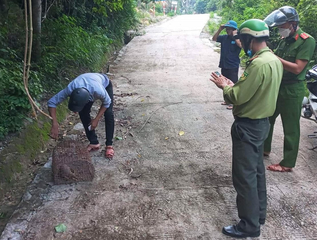Cá thể tê tê được thả về rừng dưới sự giám sát cơ quan chức năng.