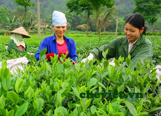 Chè Thái Nguyên nức tiếng thơm ngon.