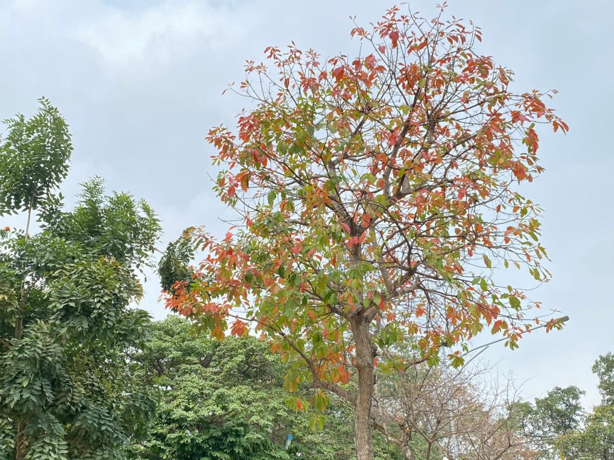 Một cây lộc vừng đang dần thay lá. Ảnh: Lan Anh. 