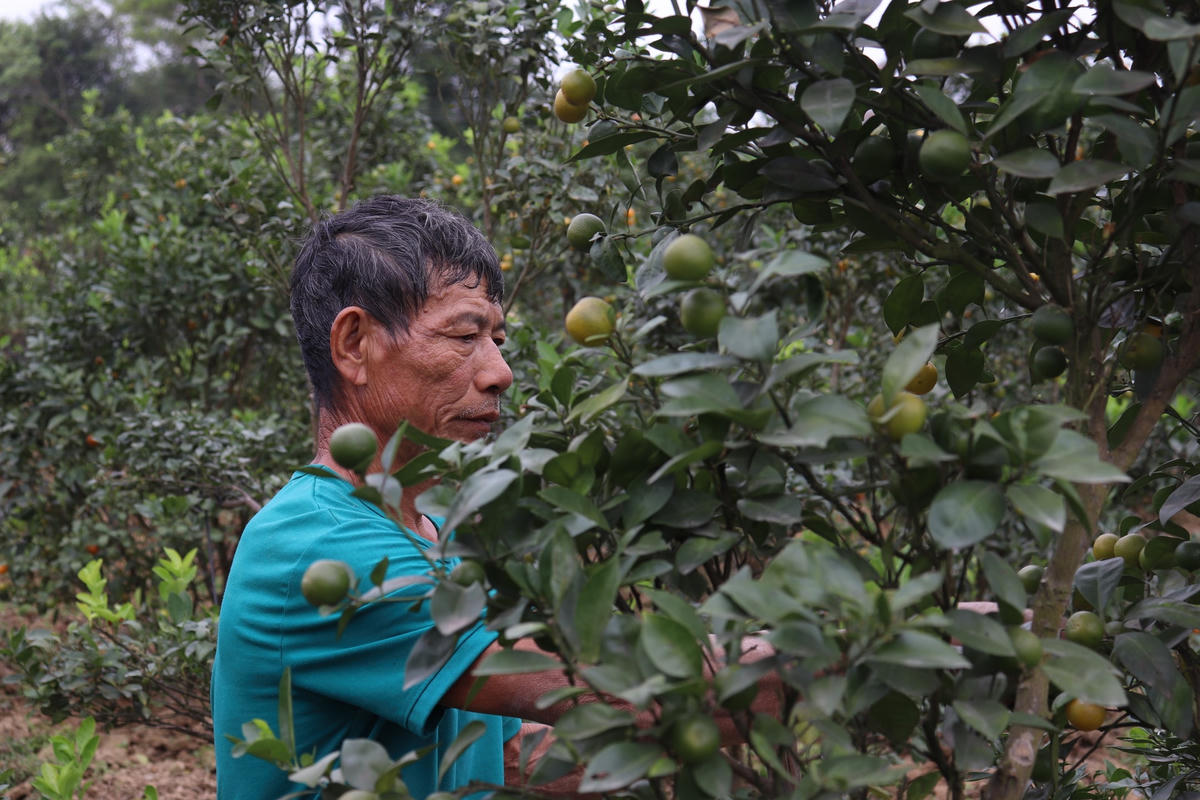 Dù đã giảm giá sâu mặt hàng quất thế nhưng vẫn chưa có khách đến đặt hàng tại vườn quất của gia đình ông Hùng.   .  
