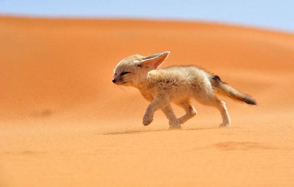 Cáo Fennec.
